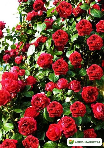 Роза английская красная "Эрик Таберли" (саженец класса АА+) высший сорт