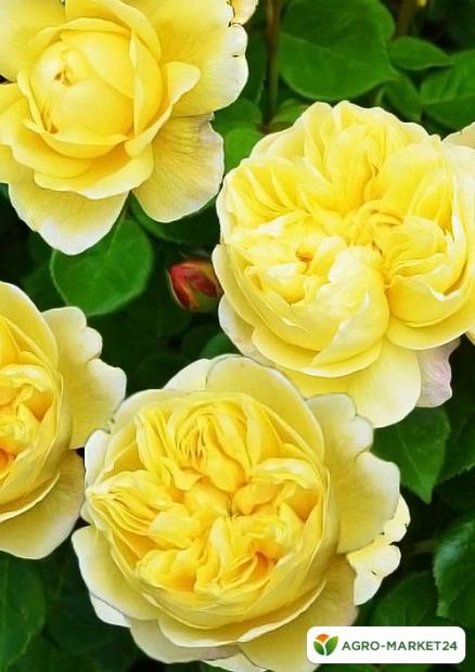 Роза английская желтая "Чарзл Дарвин" (саженец класса АА+) высший сорт