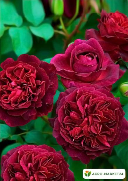 Роза английская алая "Манстед Вуд" (саженец класса АА+) высший сорт