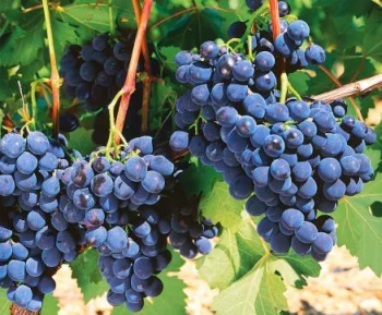 Виноград Альфа (для домашнего виноделия)